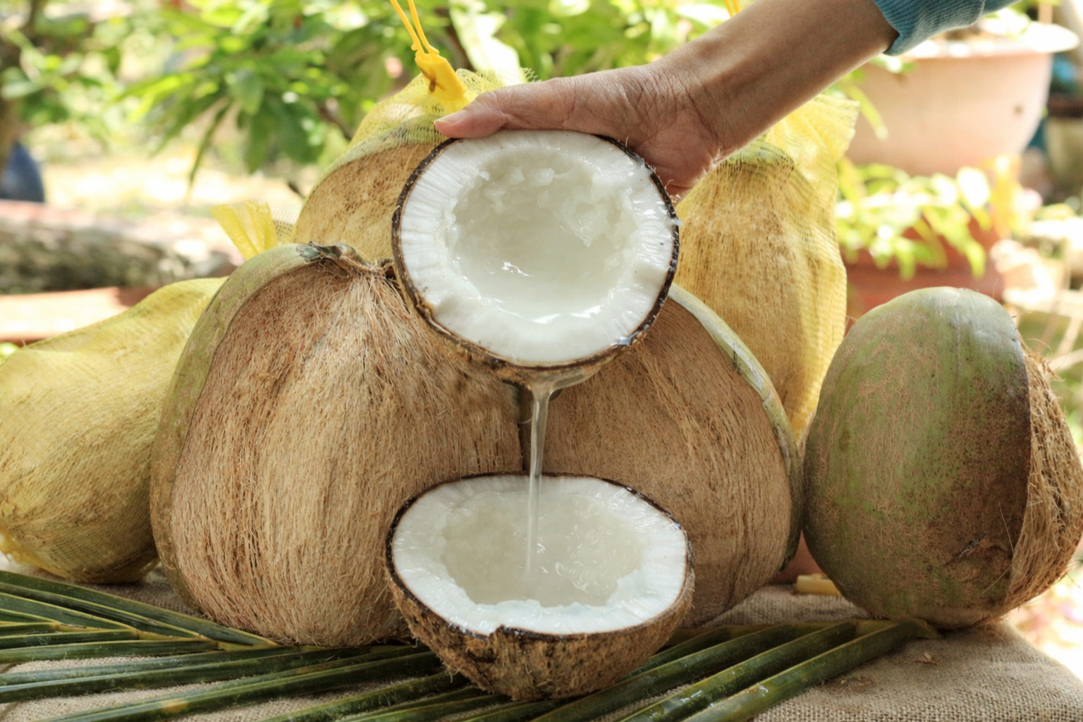 Macapuno Kokosnuss aus Vietnam