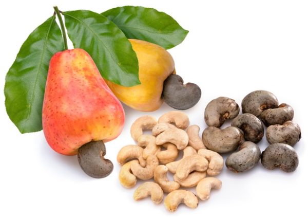 Frische Cashewfrucht und Cashewkerne als natürliche Zutat aus Vietnam