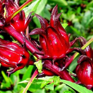Exotische kandierte Hibiskusblüten