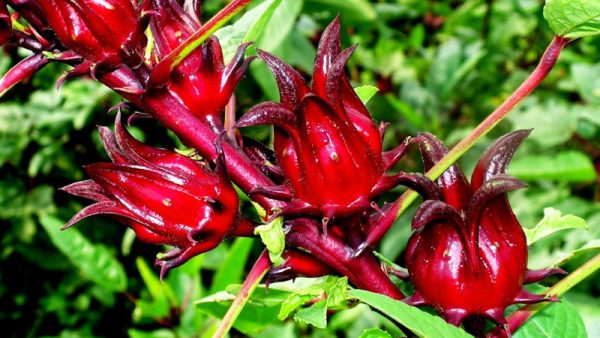 Exotische kandierte Hibiskusblüten