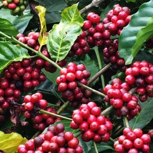 Ganze Bohne Robusta Kaffee 250g – Bild 3