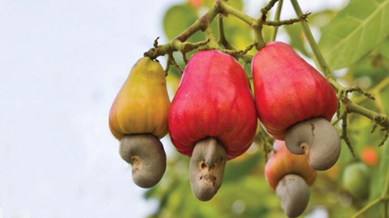 Vietnamesische Cashewkerne sind für ihre Knusprigkeit und ihren angenehm nussig-cremigen Geschmack sehr beliebt