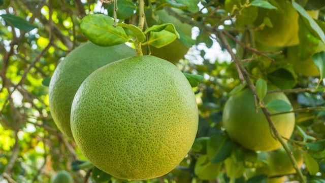 Jeder Teil der Pomelo kann zu unterschiedlichen wertvollen Rohstoffen verarbeitet werden