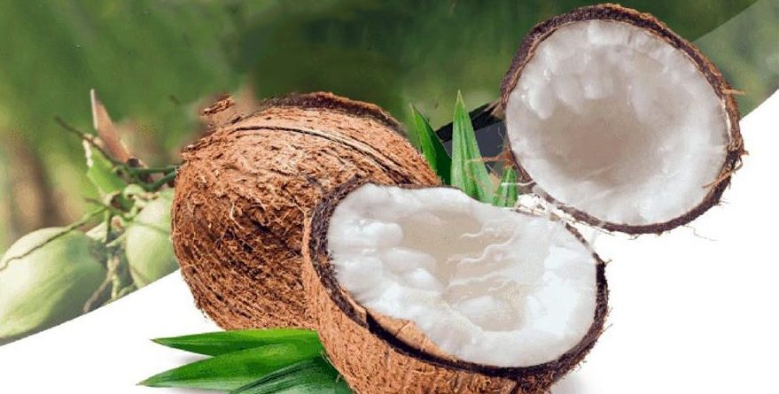 Macapuno is very rare in Vietnam because its natural occurrence rate is extremely low