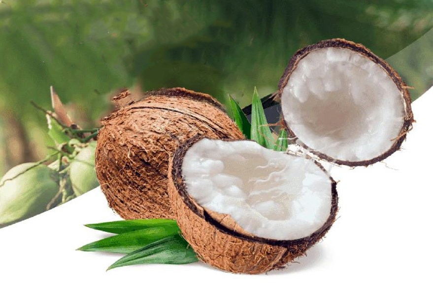 Macapuno is very rare in Vietnam because its natural occurrence rate is extremely low