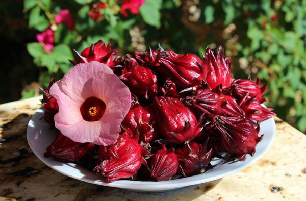 Grillsauce mit Rosellenblüte: Das Geheimnis für aromatische und besondere Ente aus dem Ofen zu Hause