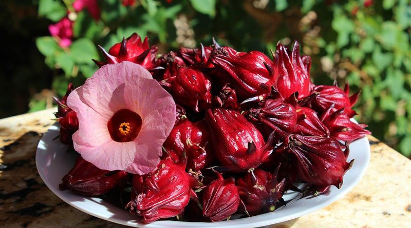 Grillsauce mit Rosellenblüte: Das Geheimnis für aromatische und besondere Ente aus dem Ofen zu Hause