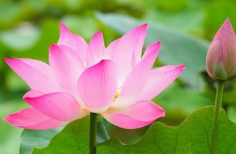 Vietnamesische Lotosblume