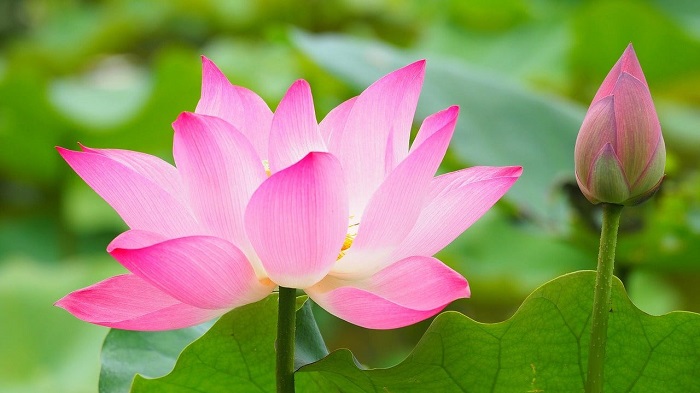 Vietnamesische Lotosblume