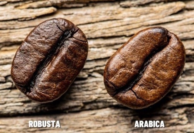 Der Unterschied zwischen Robusta und Arabica