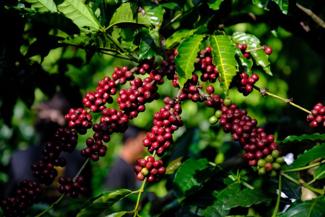 Der Kaffee wird mit großer Sorgfalt angebaut, um Bohnen von höchster Qualität zu liefern.