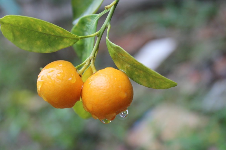 Kumquats sorgen für eine erfrischende Note und gelten traditionell als unterstützend bei der Genesung von Krankheiten