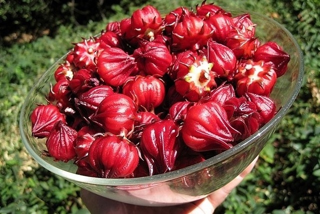 Rosellenblüten enthalten Anthocyane und natürliche antioxidative Verbindungen.