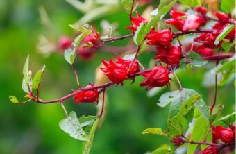 Hibiskusblüten: Was macht Anthocane so besonders?