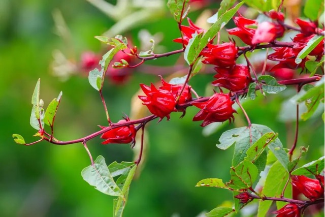 Hibiskusblüten: Was macht Anthocane so besonders?