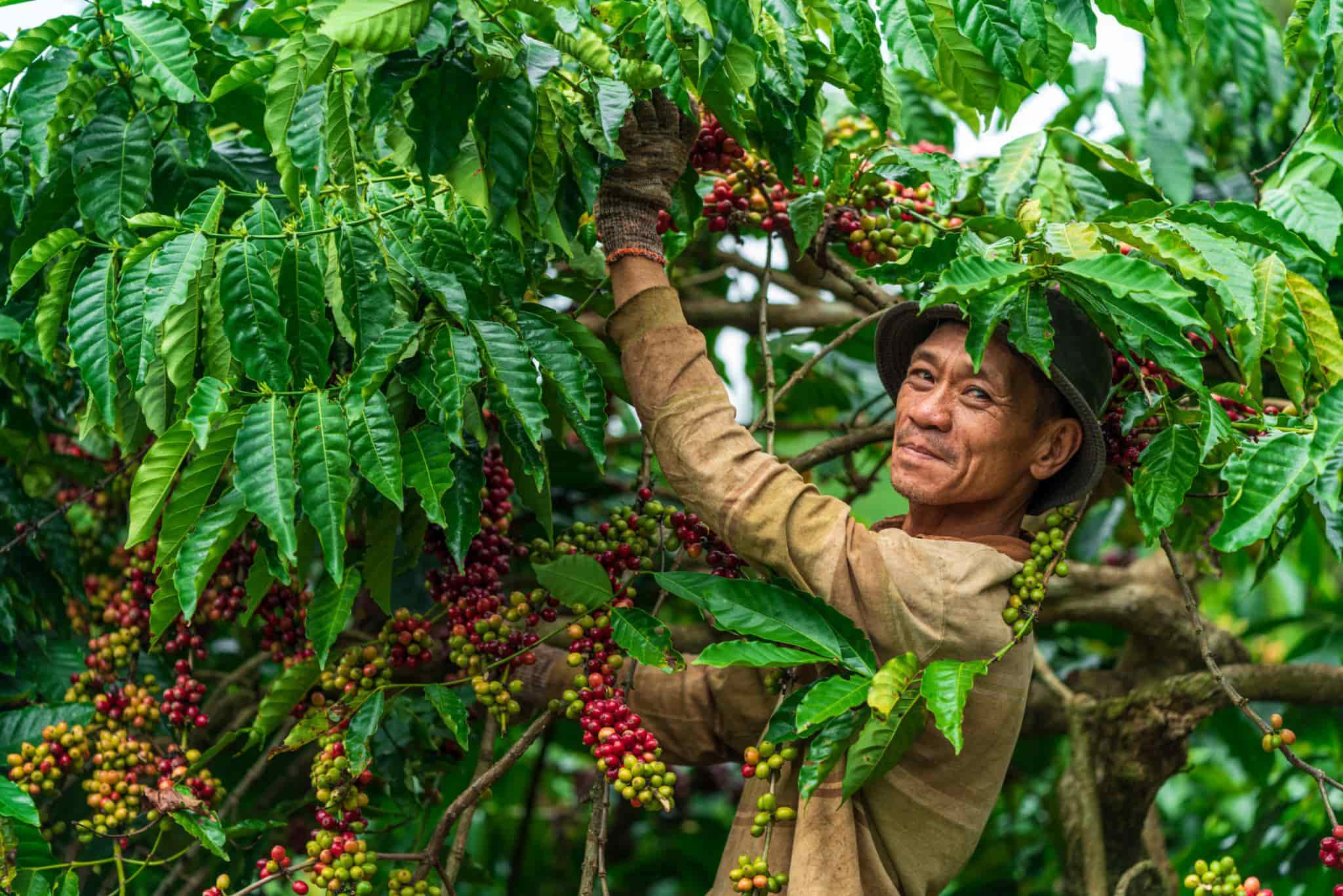Robusta-Kaffee aus dem vietnamesischen Hochland mit sorgfältig ausgewählten reifen Kaffeekirschen. (Quelle: Internet)