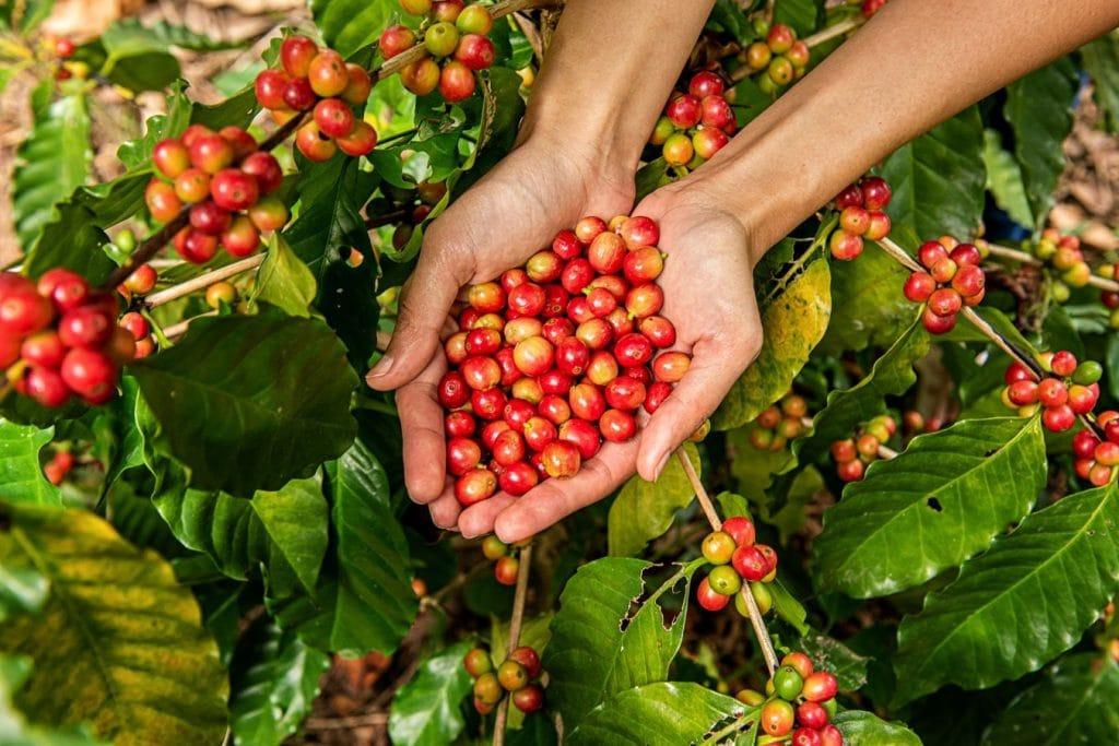 Vollreife Arabica-Kaffeekirschen bilden die Grundlage für das charakteristische Aroma des Cascara-Tees