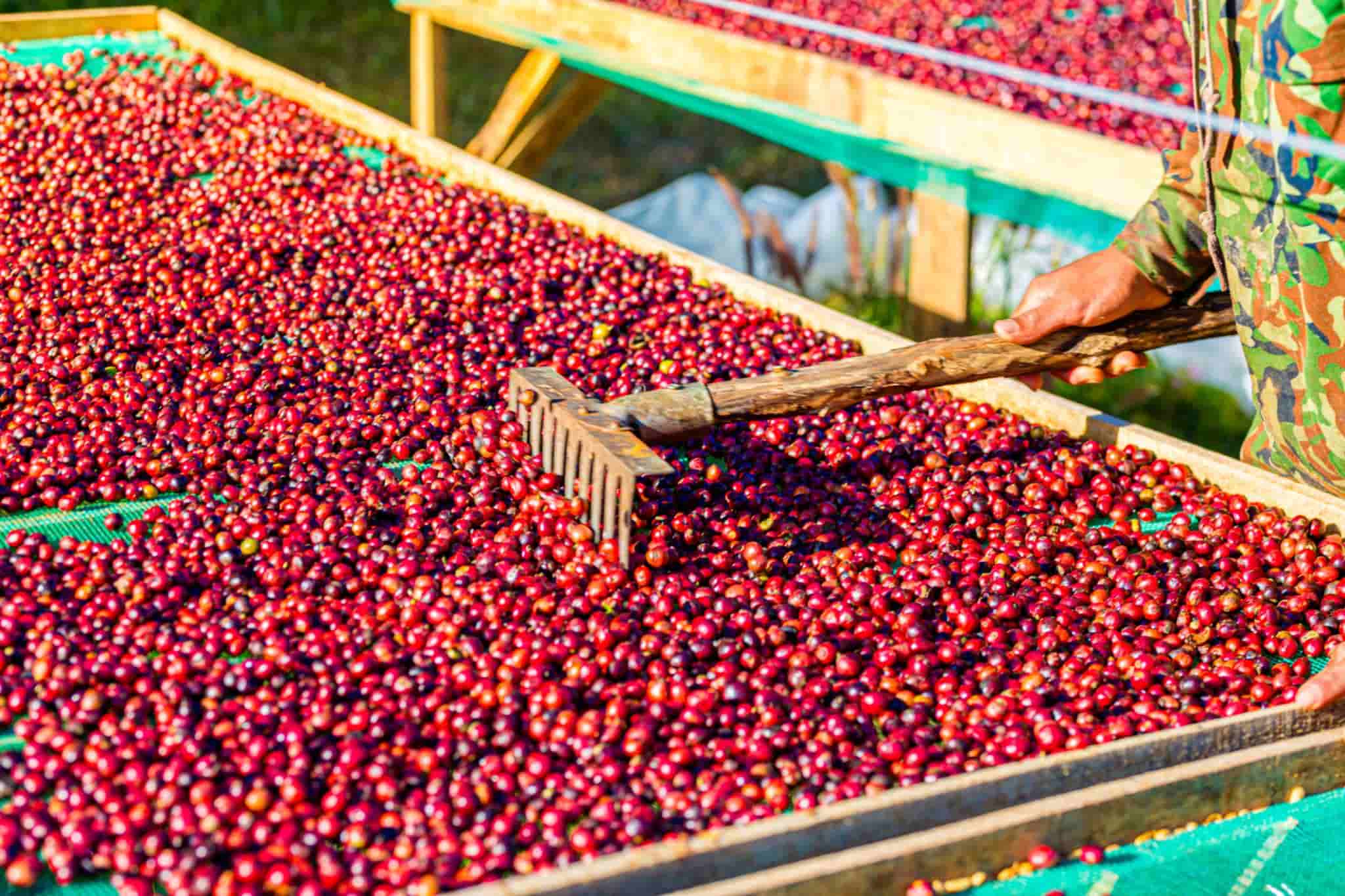 Kaffeekirschen, die natürlich auf speziellen Trockenbetten getrocknet werden