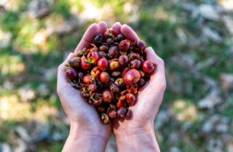 Entdecken Sie, warum Cascara-Tee die perfekte Kaffee-Alternative ist. Der tatsächliche Koffeingehalt wirkt als Sanfter Wachmacher, ohne Herzrasen oder Unruhe.