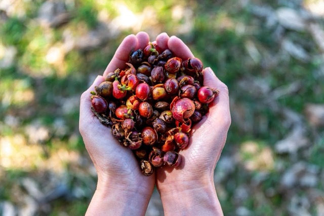 Entdecken Sie, warum Cascara-Tee die perfekte Kaffee-Alternative ist. Der tatsächliche Koffeingehalt wirkt als Sanfter Wachmacher, ohne Herzrasen oder Unruhe.