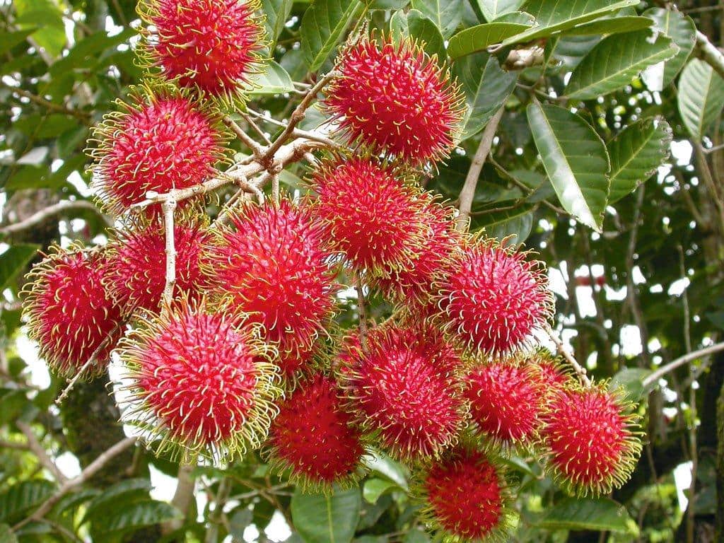 Vietnamesische Rambutan – Eine tropische Fruchtspezialität