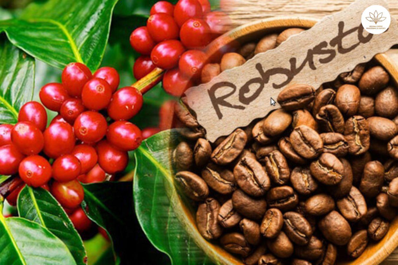 Vietnamesische Robusta-Kaffeebohnen sind von Natur aus reich an Koffein